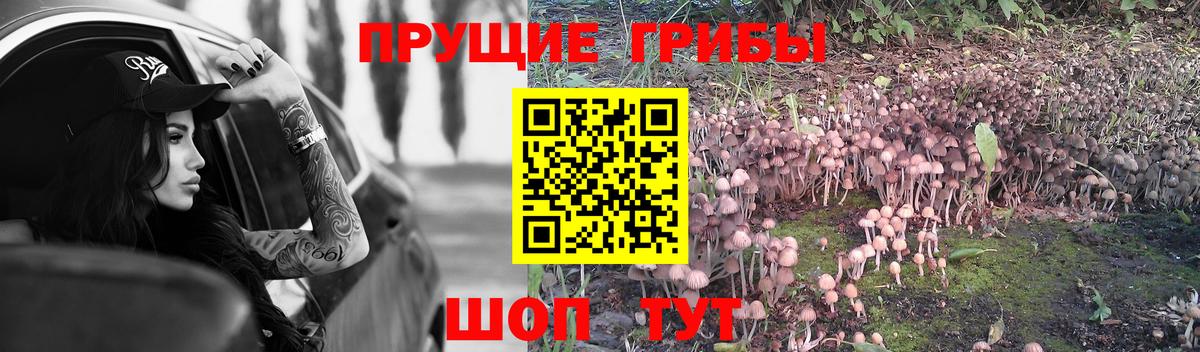 Псилоцибиновые грибы Cubensis  Псилоцибиновые грибы Psilocybine cubensis  Видное  Вход с VPN 